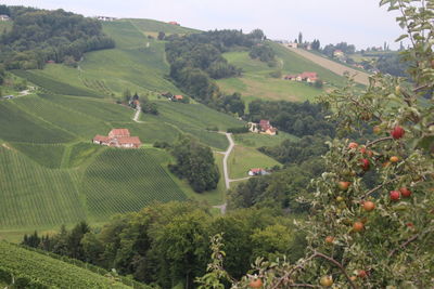 High angle view of trees on field