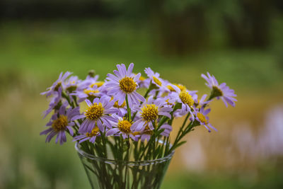 Close-up of purple flowering plant on field