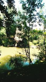 Scenic view of trees by river