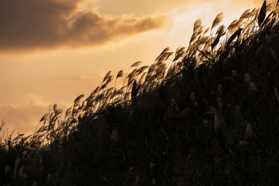 Low angle view of silhouette plants on land against sky during sunset