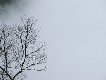 Low angle view of bare tree against clear sky