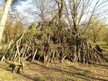 Trees growing in forest