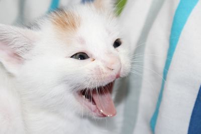 Close-up portrait of white cat