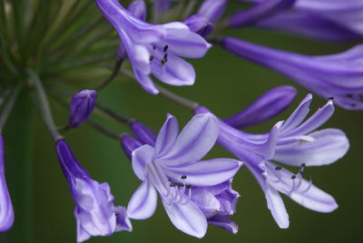 Close-up of purple flowering plant