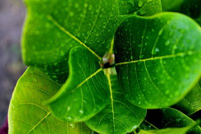 Close-up of water drops on leaves