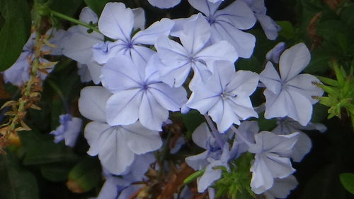 Close-up of purple flowers