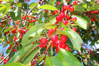 Close-up of red berries growing on tree