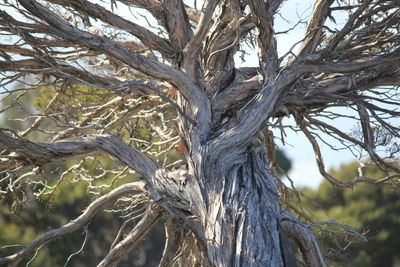 Close-up of bare tree in forest