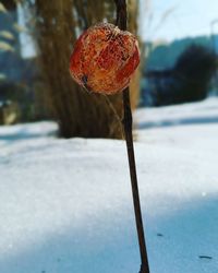 Close-up of frozen leaf during winter