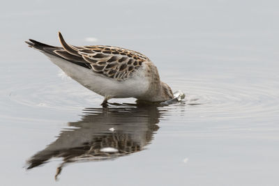 Bird swimming in a lake
