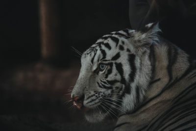 Close-up of tiger