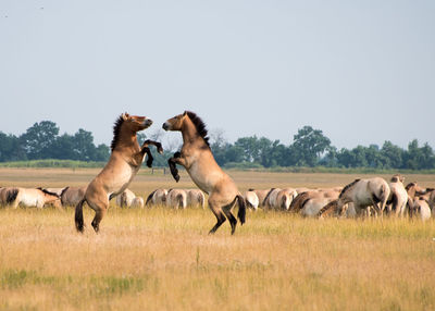 Horses on landscape