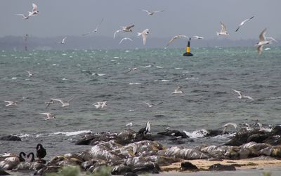 Seagulls flying over sea