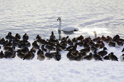 Wild birds in winter