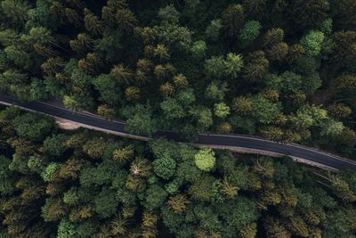 High angle view of trees in forest