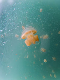 Close-up of fish swimming in sea