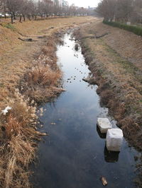 Reflection of trees in water
