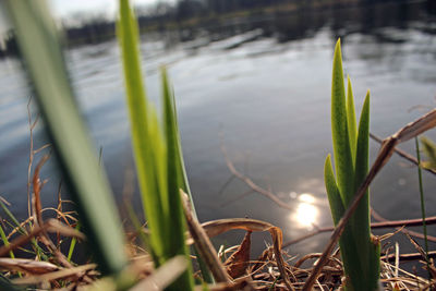 Close-up of plants growing in lake