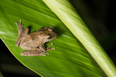 Close-up of insect on leaves