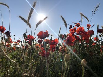 Red poppy flowers on field against sky