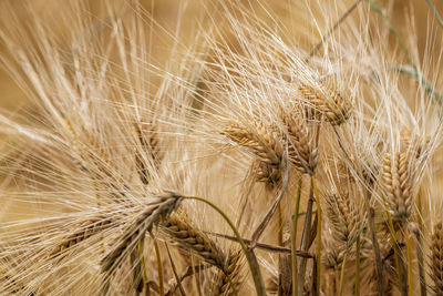 Close-up of wheat