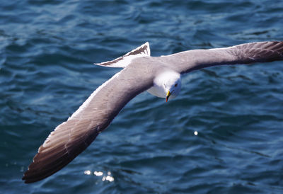 Seagull flying over sea