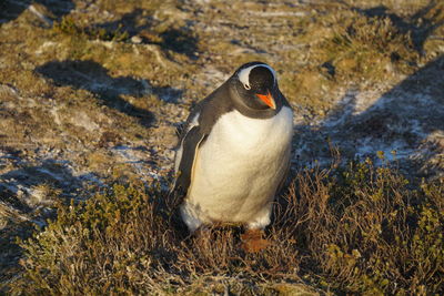 Gentoo penguins at bertha's beach in the falkland islands 