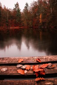 Autumn trees by lake in forest