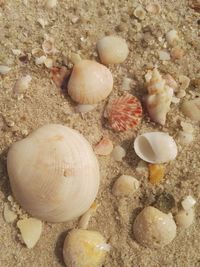 Close-up of seashells on sand