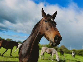 Horses in a field