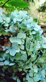 Close-up of plants