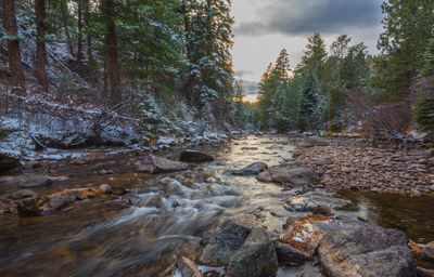 Scenic view of river in forest against sky