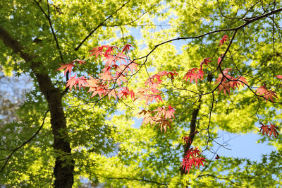 Low angle view of flowering plant against trees during autumn