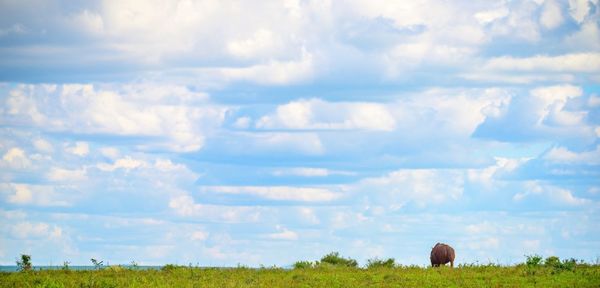 Panoramic view of horses on field against sky