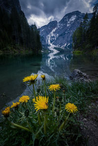 Yellow flowers with reflections in the water at lake braies in the dolomites, near cortina d'ampezzo