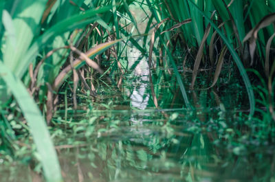 Reflection of plants in water