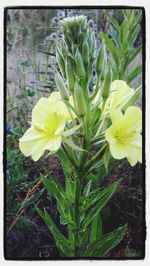 Close-up of yellow flowers blooming in park