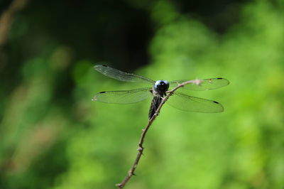 Close-up of dragonfly on leaf