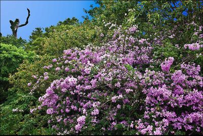 Pink flowers blooming on field