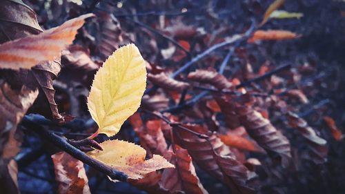 Close-up of dry maple leaf during winter