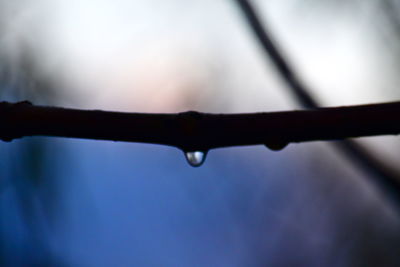 Close-up of water drops on metal fence