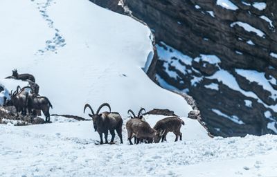 Flock of ibex on snow covered land