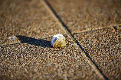 Close-up of seashell