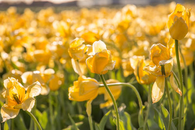 Close-up of yellow flowering plants on field