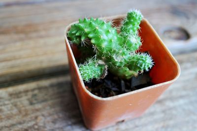 Close-up of potted plant on table