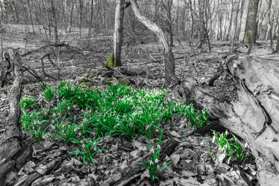 Plants growing on land in forest