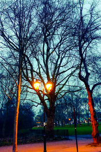 Trees against sky during sunset