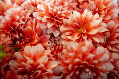 Close-up of orange dahlia flowers