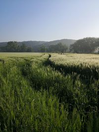 Scenic view of agricultural field against clear sky