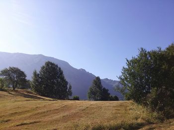 Trees on field against clear sky